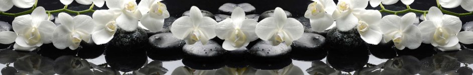 Скинали — Белая орхидея на черных камнях