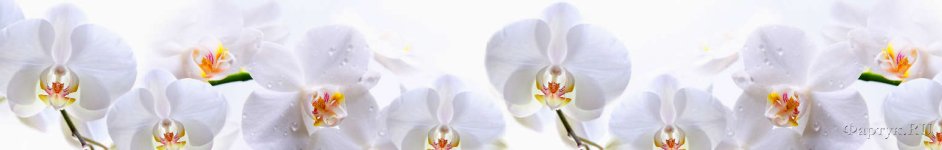 Скинали — Цветы на белом фоне