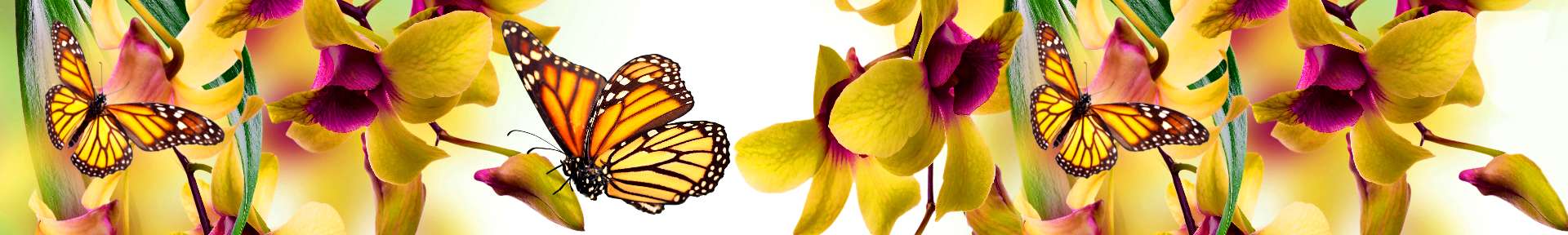 Изображение для скинали Бабочки на цветах