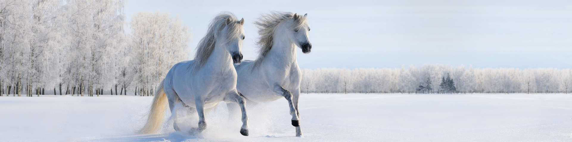 Изображение для скинали Скачущие кони по зимнему полю
