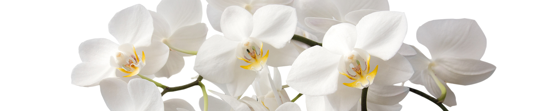 Изображение для скинали Крупные белые орхидеи