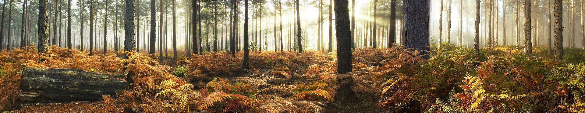 Изображение для скинали Осенний пейзаж в лесу