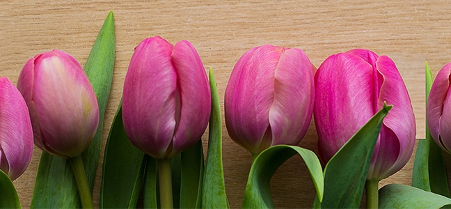 Изображение для скинали Фиолетовые тюльпаны на коричневом