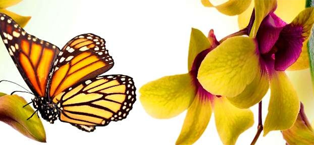 Изображение для скинали Бабочки на цветах