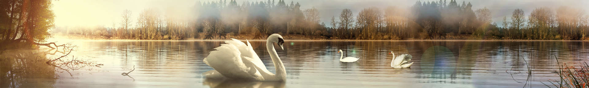Изображение для скинали Лебеди на озере