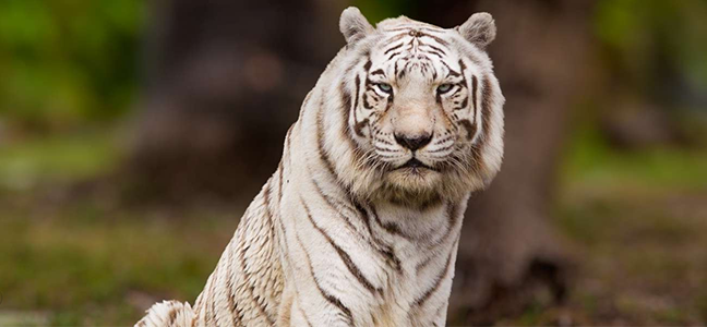 Изображение для скинали Бенгальский тигр