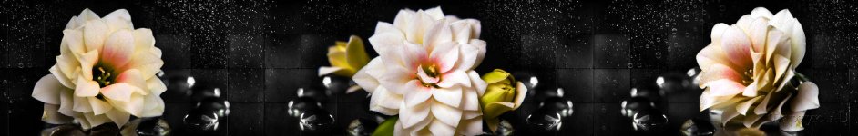 Скинали — Распустившиеся цветы крупным планом