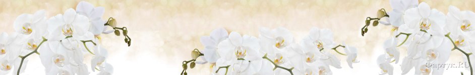 Скинали — Белоснежная орхидея крупным планом 