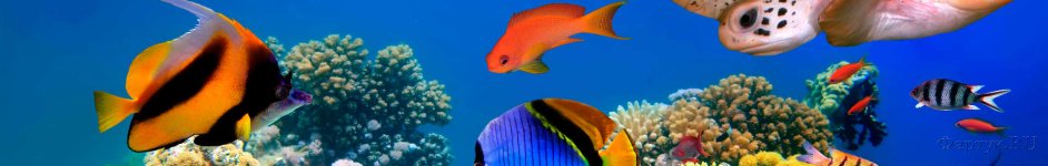Скинали — Подводный мир коралловый риф