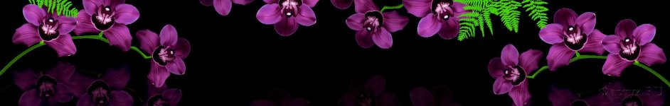 Скинали — Фиолетовые орхидеи на черном фоне