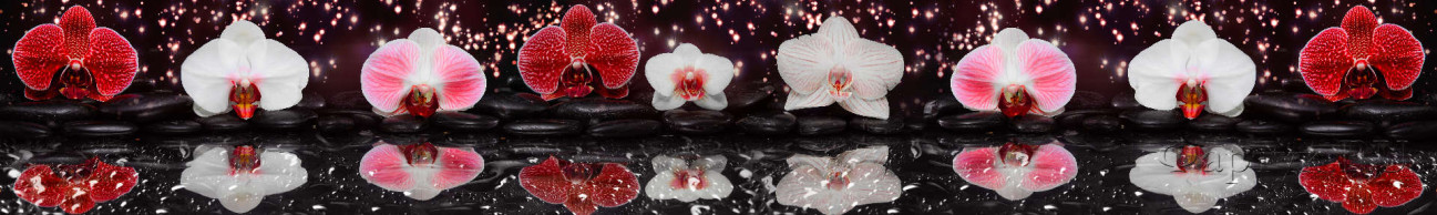 Скинали — Орхидея с отражением на воде 