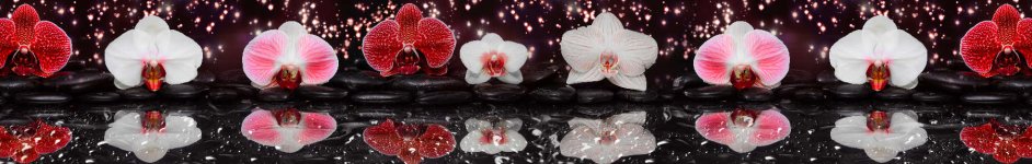 Скинали — Орхидея с отражением на воде 