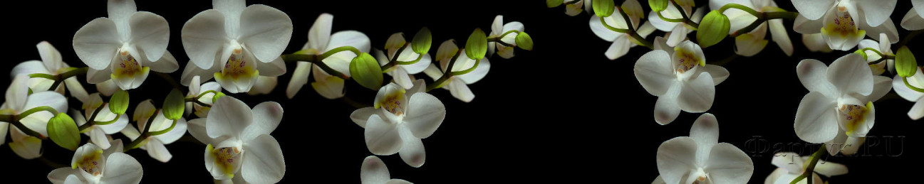 Скинали — Белые орхидеи на черном фоне