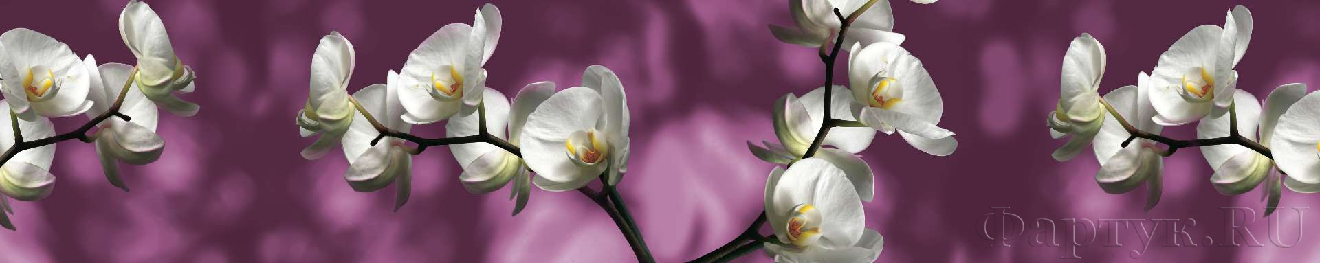 Орхидеи на фиолетовом фоне