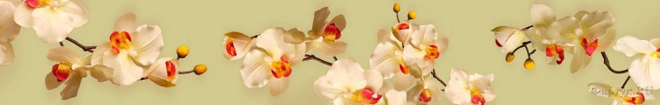 Скинали — Орхидея в свободном пространством