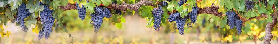 Скинали — Виноградная лоза