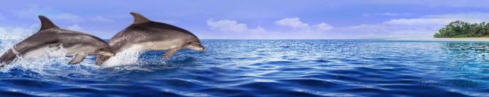 Скинали — Резвые прыжки дельфинов над водой