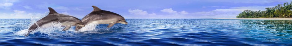 Скинали — Резвые прыжки дельфинов над водой