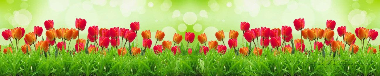 Скинали — Тюльпаны на зеленом фоне