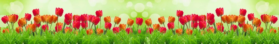 Скинали — Тюльпаны на зеленом фоне