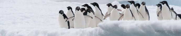 Скинали — Забавные пингвины