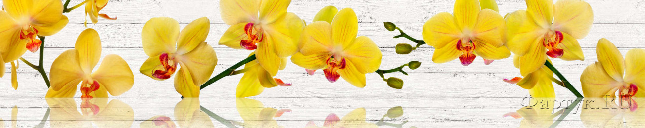 Скинали — Красивая желтая орхидея с красной серединой