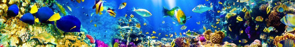 Скинали — Яркий подводный мир