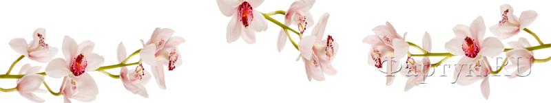 Скинали — Светлые орхидеи
