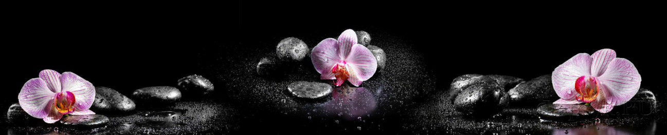 Скинали — Орхидеи на камнях в брызгах воды