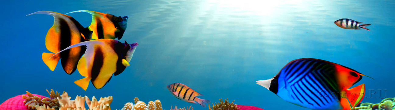 Скинали — Подводный мир рыбки и лучи в воде