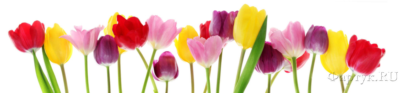 Скинали — разноцветные тюльпаны на белом фоне