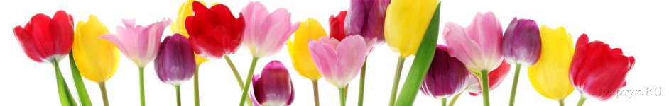 Скинали — разноцветные тюльпаны на белом фоне