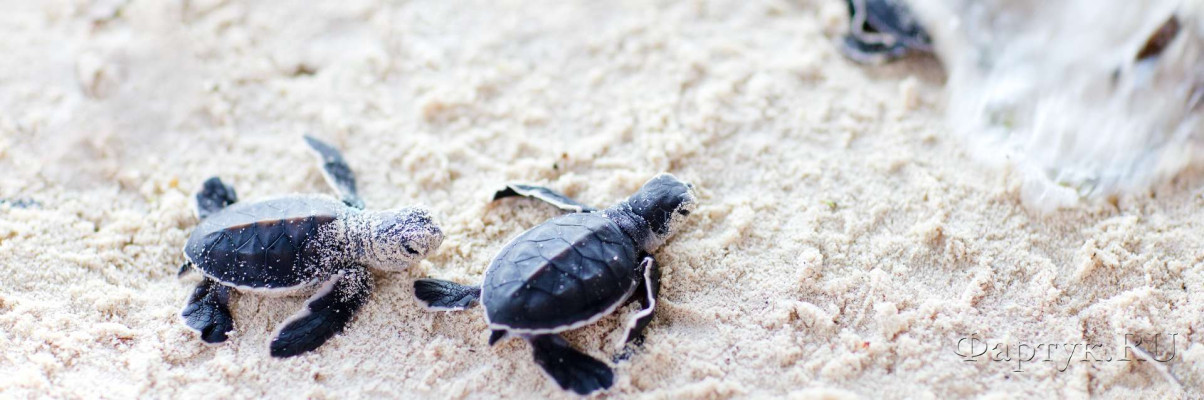 Скинали — Детеныши черепахи на песке