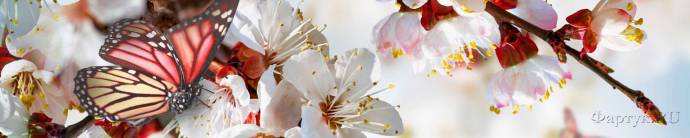 Скинали — Бабочка на цветках вишни