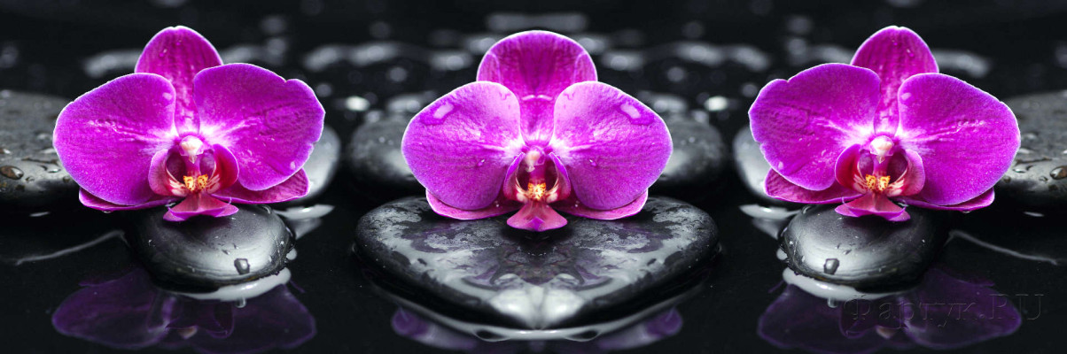 Скинали — Фиолетовые орхидеи на камнях с отражением