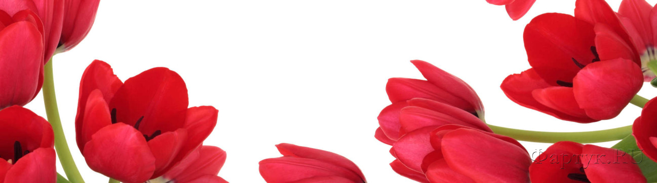 Скинали — Красный тюльпаны