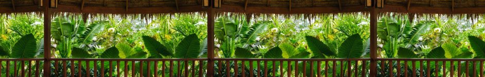 Скинали — Тропические растения с открытой террасы