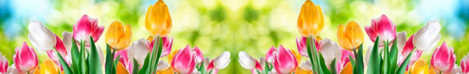 Скинали — Поле разноцветных тюльпанов