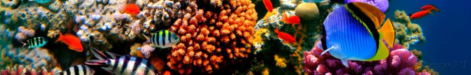 Скинали — Подводный мир рыбки