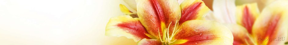 Скинали — Красно-желтые лилии