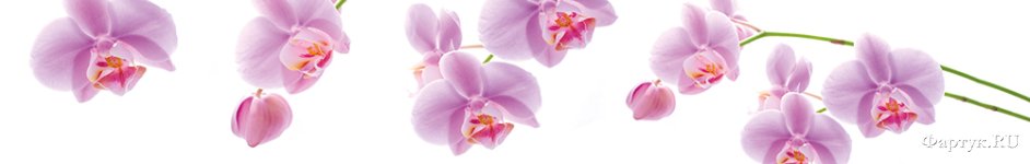 Скинали — Фиолетовые орхидеи.