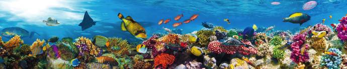 Скинали — Подводный мир-красочные рыбки и водоросли