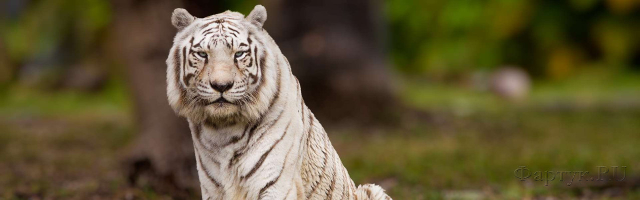 Скинали — Бенгальский тигр