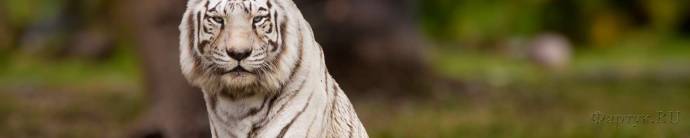 Скинали — Бенгальский тигр