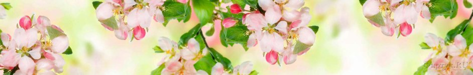 Скинали — Нежное ароматное цветение