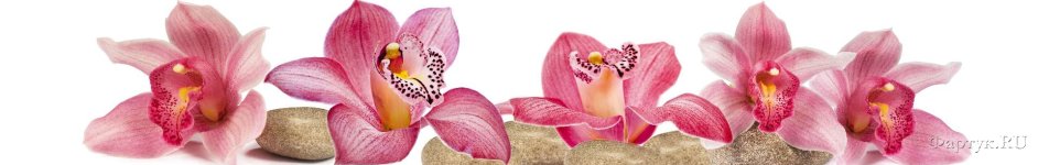 Скинали — красивые крупные орхидеи