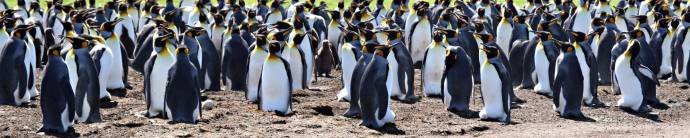 Скинали — Стая пингвинов