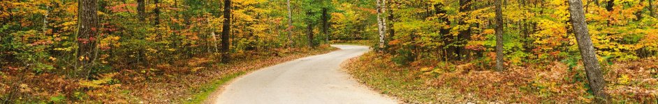 Скинали — Дорога в осеннем лесу