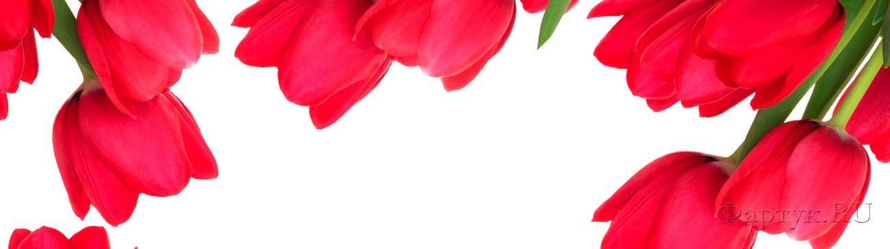 Скинали — Красные тюльпаны на белом фоне
