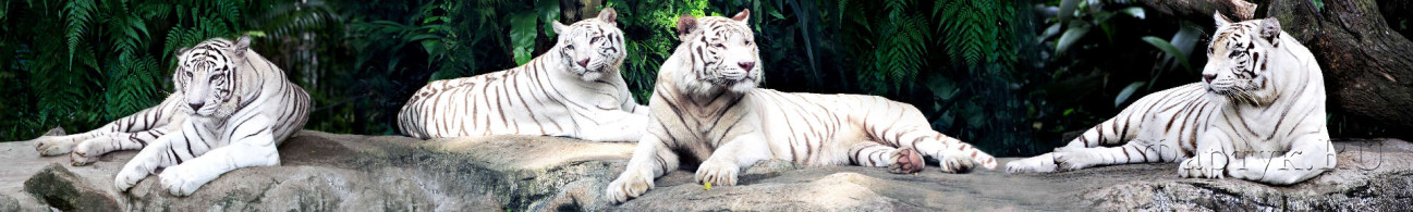 Скинали — Белые тигры